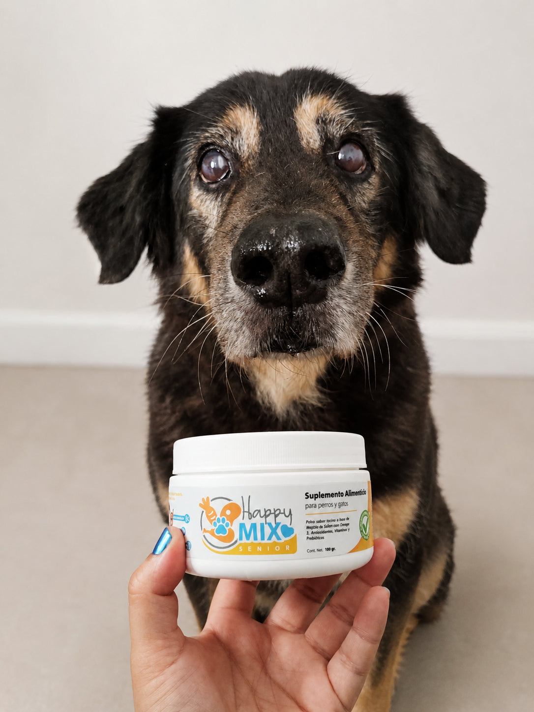 Perro senior con cataratas — HappyMix
